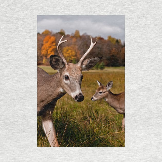 Deer - Photo Bomb by jaydee1400